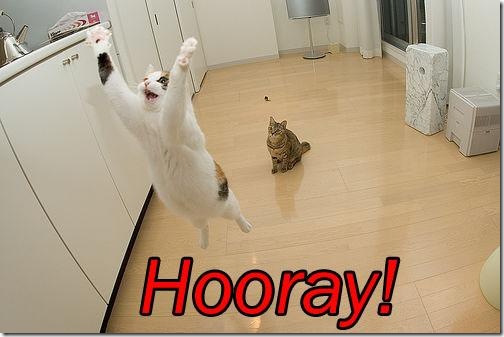 cat-saying-hooray_thumb1.jpg (504×337)